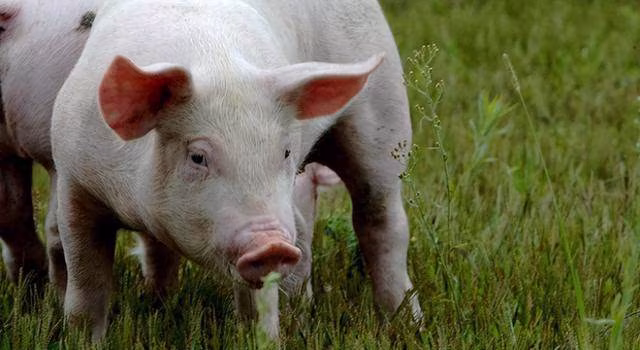 「屬豬人發了」！一定守住「這2個貴人」 數錢數到笑呵呵